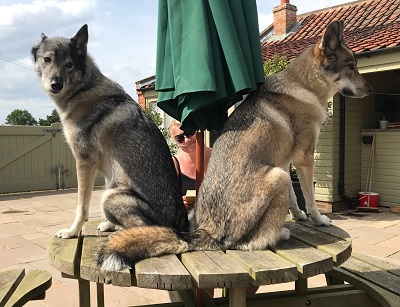 Dogs on holiday