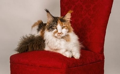 Leia