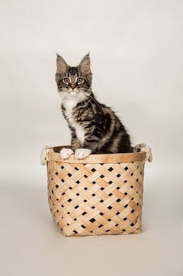 Kitten in basket