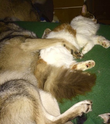 Woody and Leia