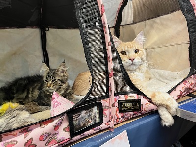 Clue and Oliver