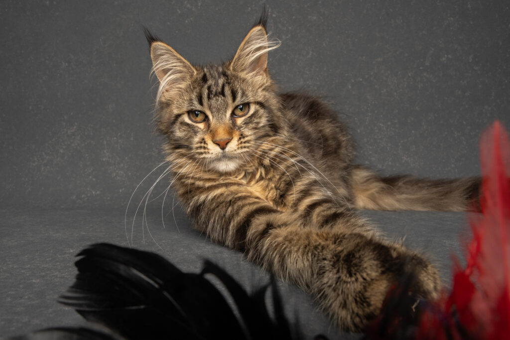 Brown tabby maine coon kitten with feather