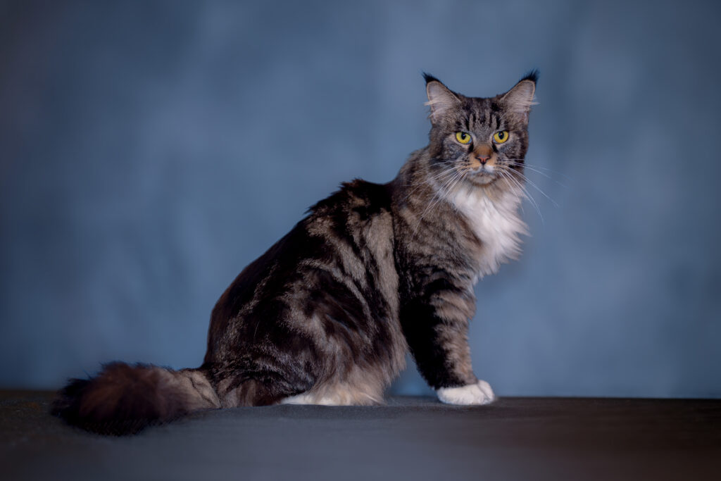 Brown tabby and white maine coon