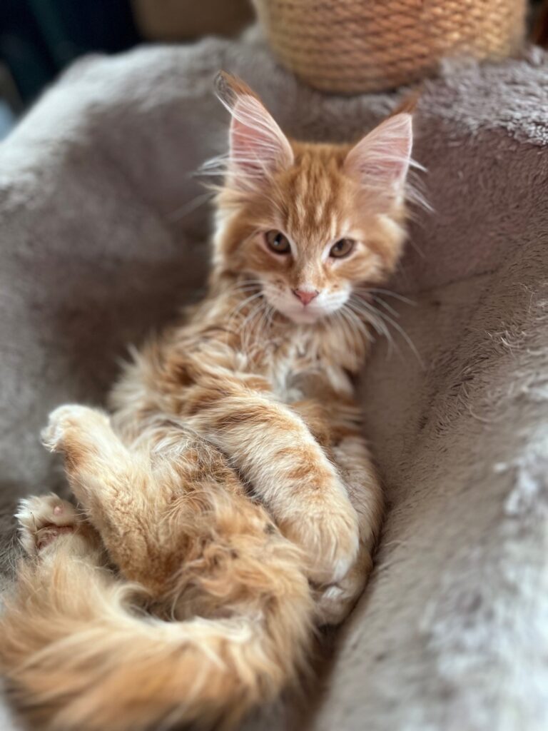 Red kitten in cat bed