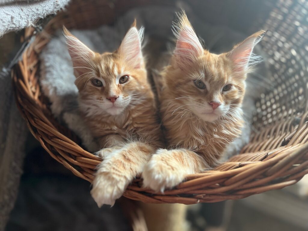 Two red kittens in a basket