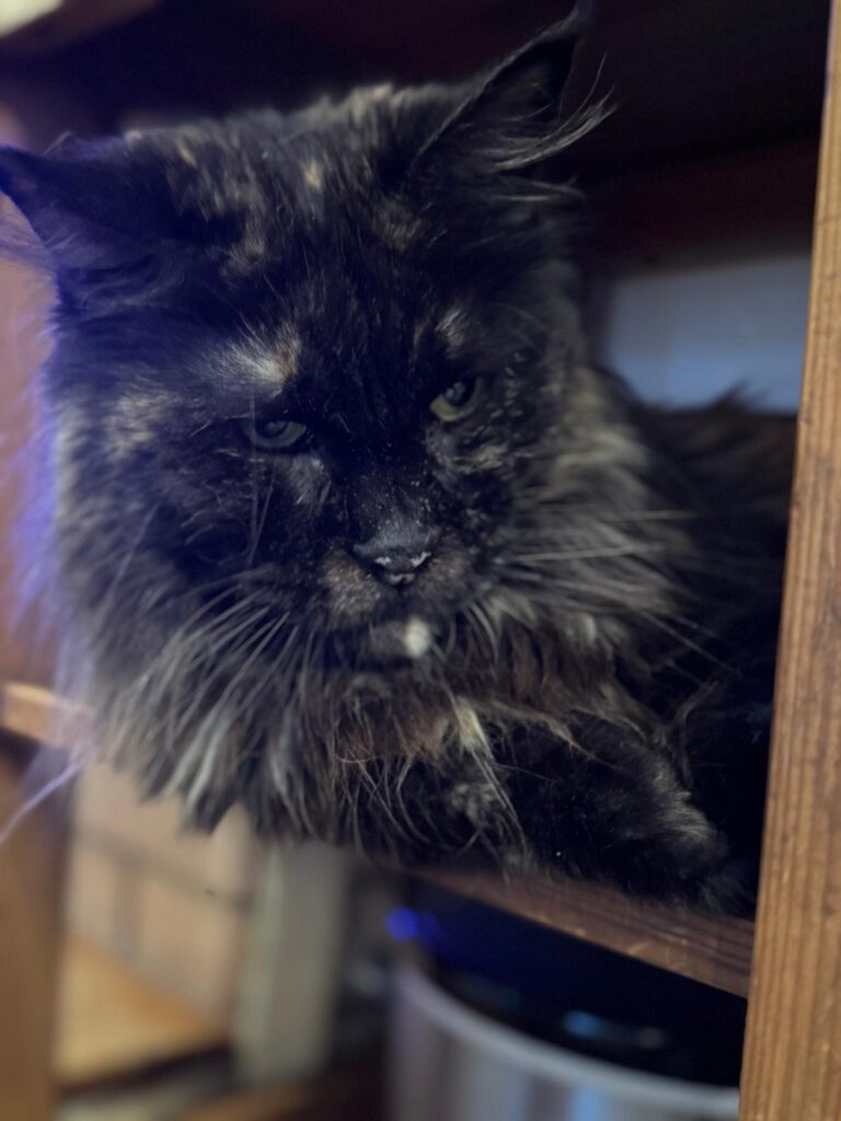 Maine coon