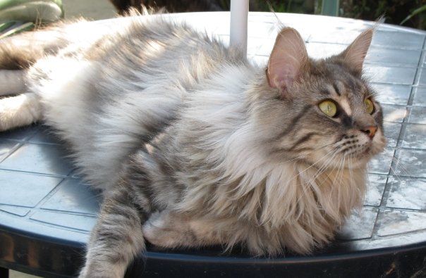 Blue silver tabby maine coon