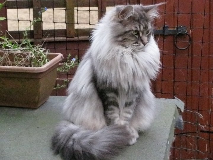 Blue silver tabby maine coon in full coat