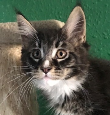 The Heart of Gold Litter