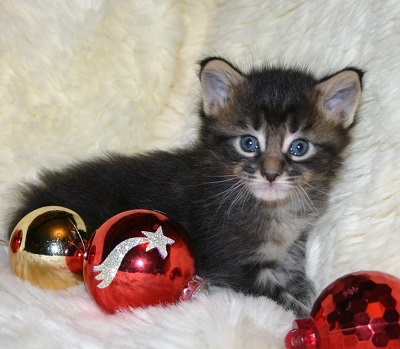 The Christmas Litter