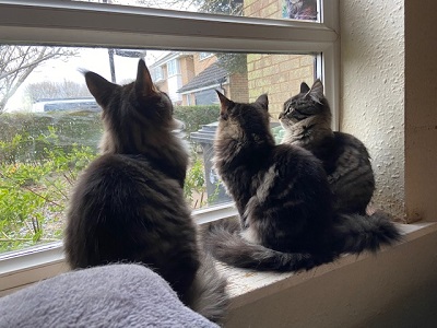 The Constellations Litter