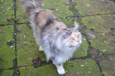 Maine coon cat