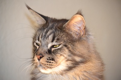 Maine coon cat