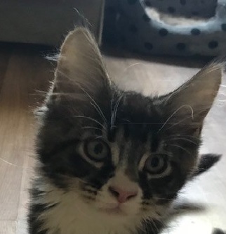The Heart of Gold Litter