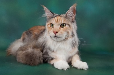 Maine coon cat