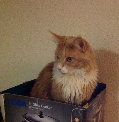 Maine coon cat