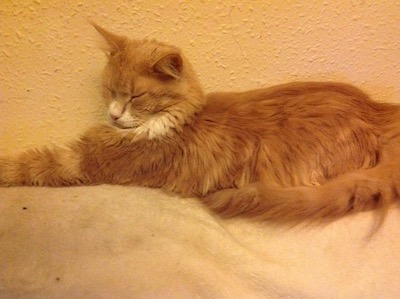 Maine coon cat