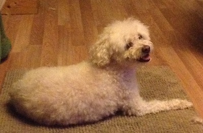 One legged white dog