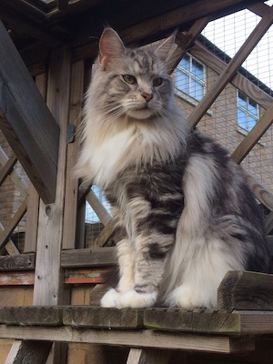 Maine coon cat