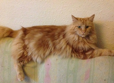 Maine coon cat