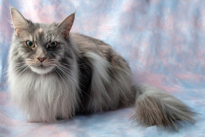 Maine coon cat