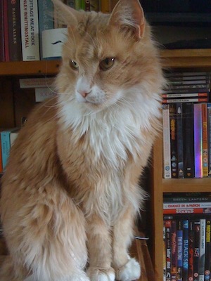 Maine coon cat