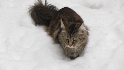 Maine coon cat
