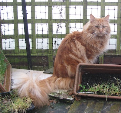 Maine coon cat