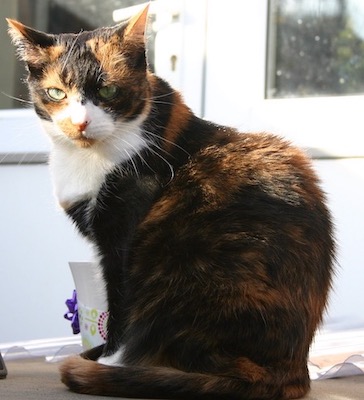 Calico cat