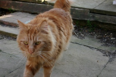 Maine coon cat