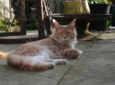 Maine coon cat