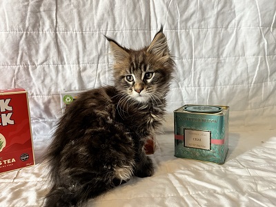 The Tea Litter