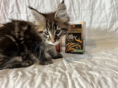 The Tea Litter
