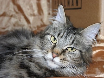 Maine coon cat