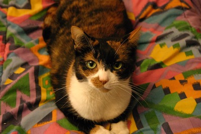 Calico cat