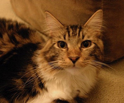 Maine coon cat