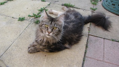 Maine coon cat