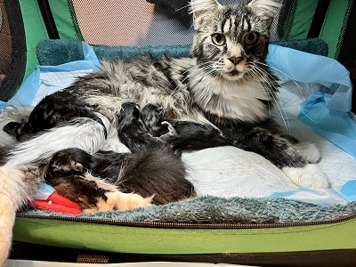 The Board Games Litter