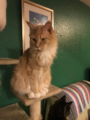 Maine coon cat