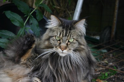 Maine coon cat