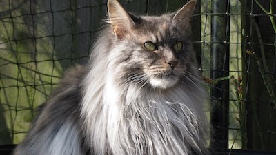Maine coon cat