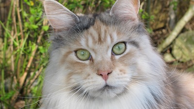 Maine coon cat