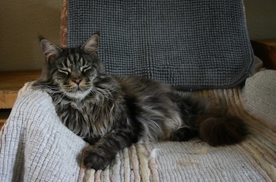 Maine coon cat