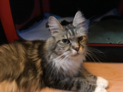 Maine coon