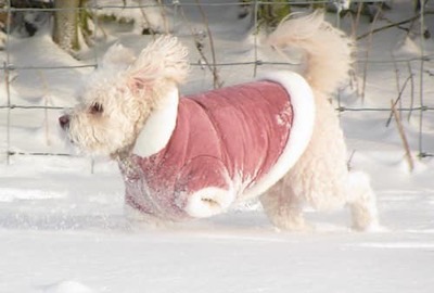 One legged dog