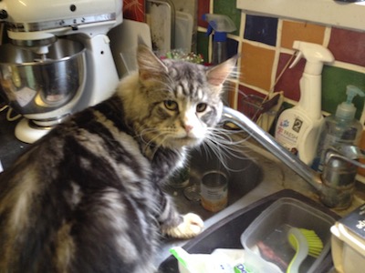 Silver and white cat in sink