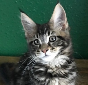 The Heart of Gold Litter