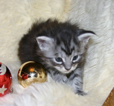 The Christmas Litter
