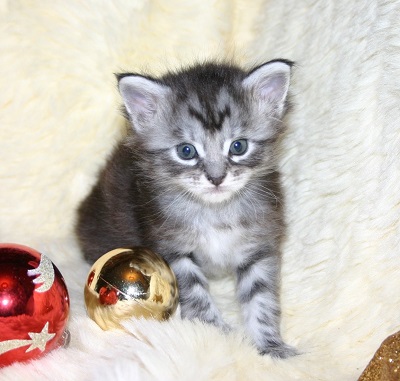 The Christmas Litter