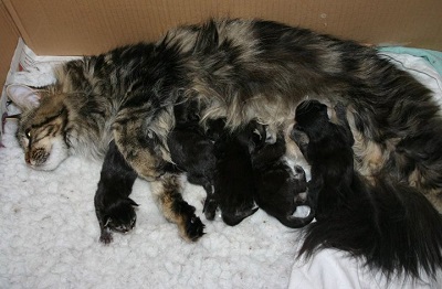 The Scientist Litter